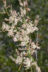 Largeleaf jointweed